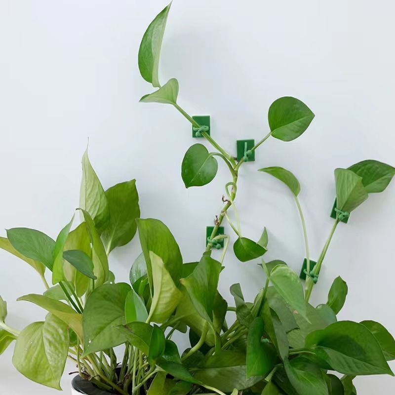 Klip Perekat Tanaman Merambat  - Vine Climbing Plastic ulasan dan harga